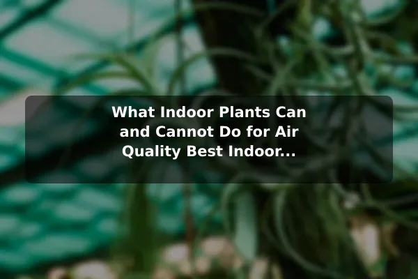 What Indoor Plants Can and Cannot Do for Air Quality Best Indoor Plants for Better Home Air Quality