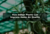 How Indoor Plants Can Improve Home Air Quality How Indoor Plants Can Improve Home Air Quality