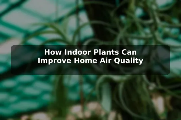 How Indoor Plants Can Improve Home Air Quality