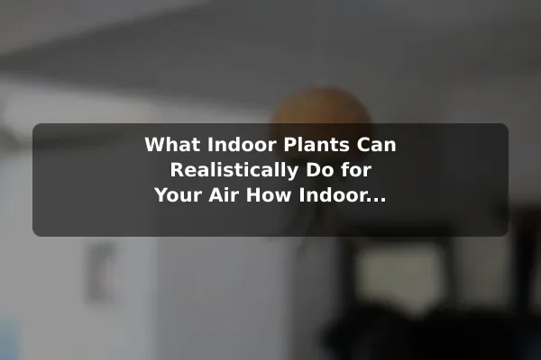 What Indoor Plants Can Realistically Do for Your Air How Indoor Plants Can Improve Home Air Quality