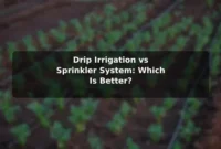 Drip Irrigation vs Sprinkler System: Which Is Better?