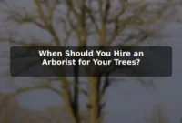 When Should You Hire an Arborist for Your Trees?