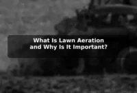 What Is Lawn Aeration and Why Is It Important? What Is Lawn Aeration and Why Is It Important?