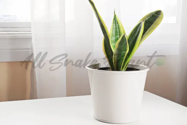 Why Snake Plants Are a Favorite Indoor Plant
