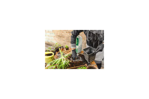 Repotting and Propagating Aloe Vera Pups