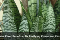 Snake Plant Benefits: Air Purifying Power and Easy Care Snake Plant Benefits: Air Purifying Power and Easy Care