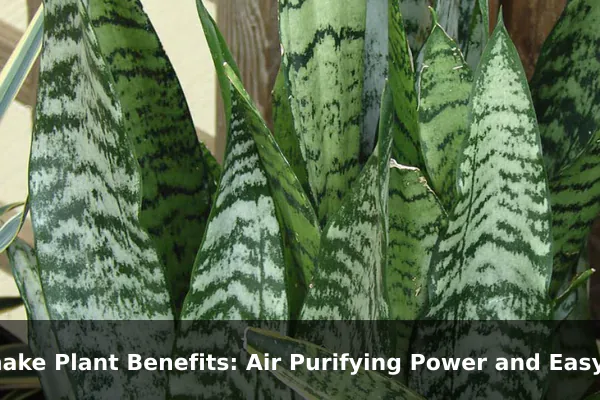 Snake Plant Benefits: Air Purifying Power and Easy Care