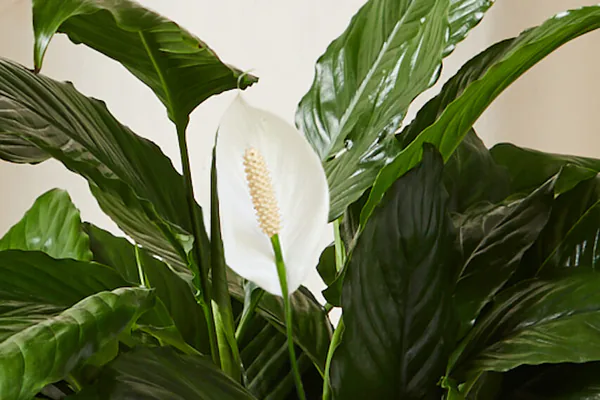 Peace Lily Watering and Feeding Tips