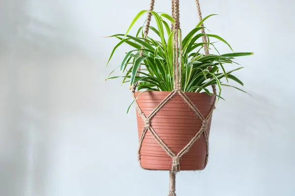 Key Benefits of Growing a Spider Plant