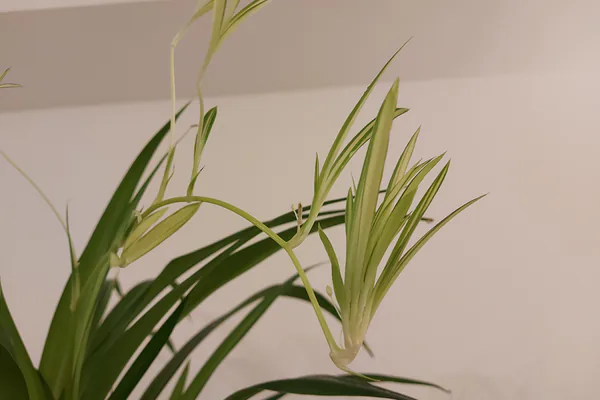 How to Propagate Spider Plant Babies