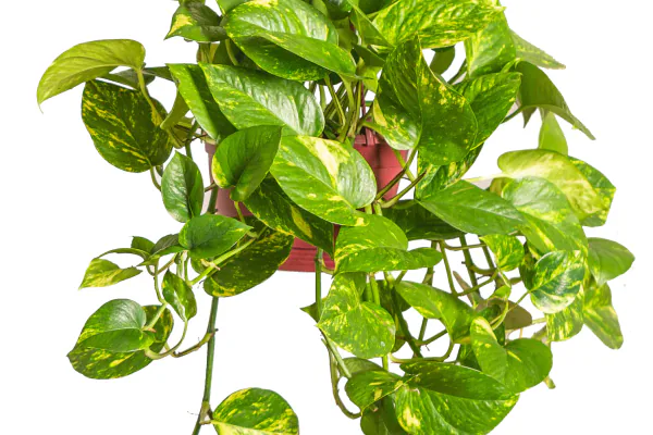Key Benefits of Growing Pothos Indoors