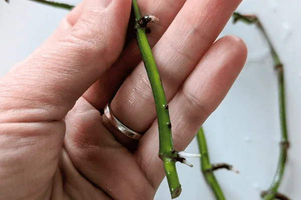 How to Propagate Pothos
