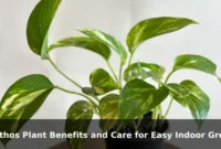 Pothos Plant Benefits and Care for Easy Indoor Greenery Pothos Plant Benefits and Care for Easy Indoor Greenery