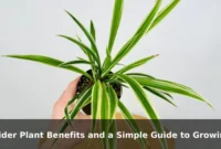 Spider Plant Benefits and a Simple Guide to Growing It Spider Plant Benefits and a Simple Guide to Growing It