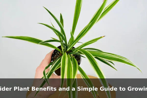 Spider Plant Benefits and a Simple Guide to Growing It