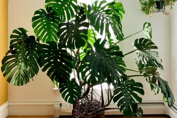 Why Monstera Stands Out as a Houseplant