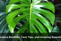 Monstera Benefits, Care Tips, and Growing Essentials