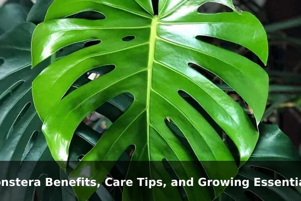 Monstera Benefits, Care Tips, and Growing Essentials