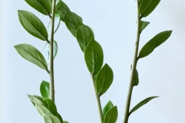 ZZ plant glossy leaves modern low-light living room