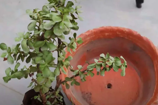 healthy jade plant glossy green leaves bright indoor shelf