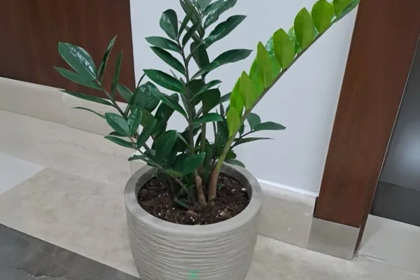 Simple ZZ Plant Care Basics