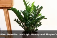 ZZ Plant Benefits: Low-Light Beauty and Simple Care ZZ Plant Benefits: Low-Light Beauty and Simple Care