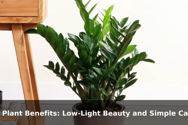 ZZ Plant Benefits: Low-Light Beauty and Simple Care