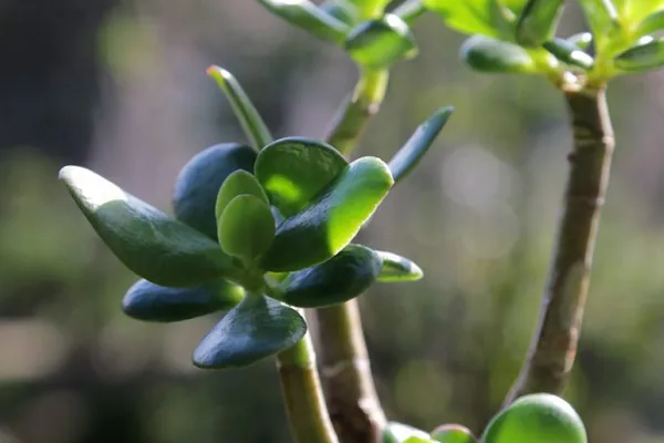 How to Care for a Jade Plant Easily
