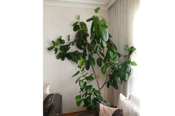 What Makes a Rubber Plant So Popular?