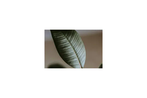 A Practical Rubber Plant Care Routine