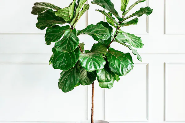 Best Growing Conditions for Strong, Upright Leaves