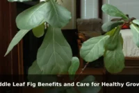 Fiddle Leaf Fig Benefits and Care for Healthy Growth