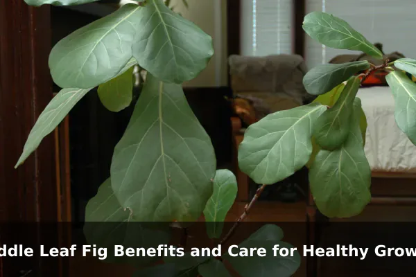 Fiddle Leaf Fig Benefits and Care for Healthy Growth