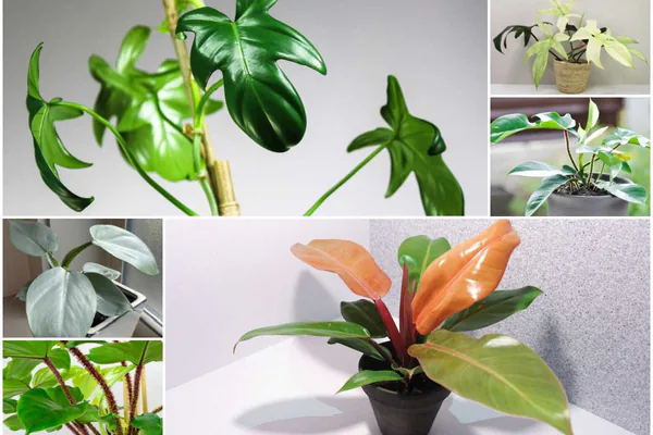 Common Philodendron Varieties to Know
