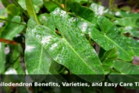 Philodendron Benefits, Varieties, and Easy Care Tips Philodendron Benefits, Varieties, and Easy Care Tips