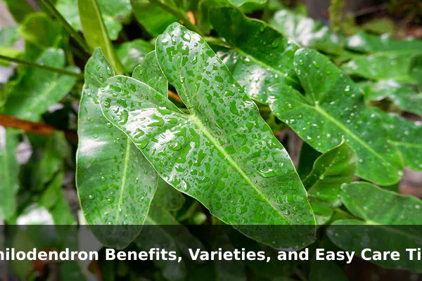 Philodendron Benefits, Varieties, and Easy Care Tips
