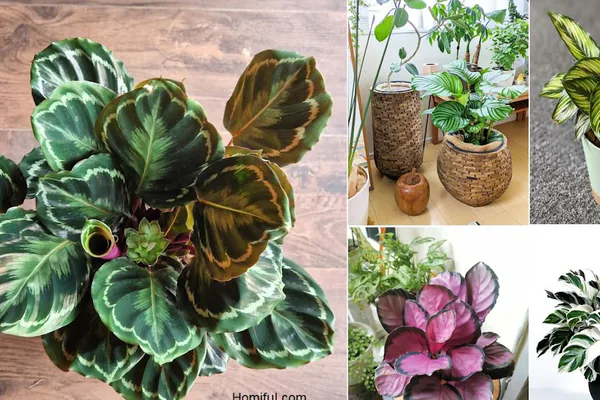 What Makes Calathea Stand Out as a Houseplant
