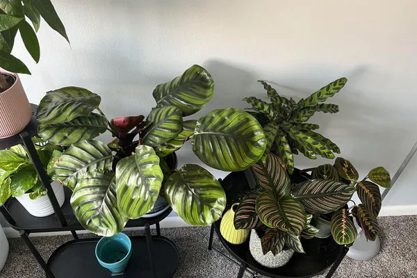 Best Light, Water, and Humidity Conditions