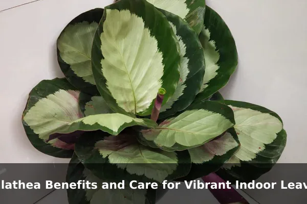 Calathea Benefits and Care for Vibrant Indoor Leaves