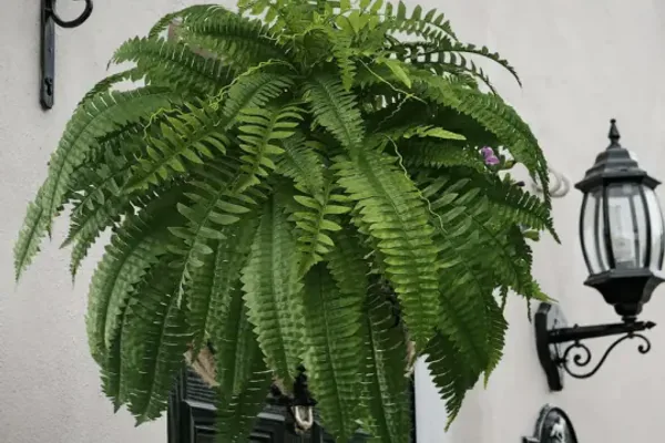 Why Boston Fern Stands Out as an Indoor Plant