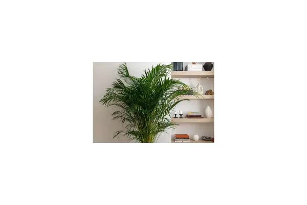 What Is an Areca Palm?