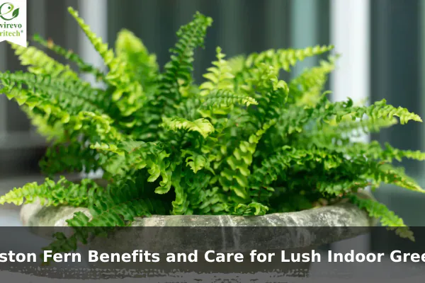 Boston Fern Benefits and Care for Lush Indoor Greenery