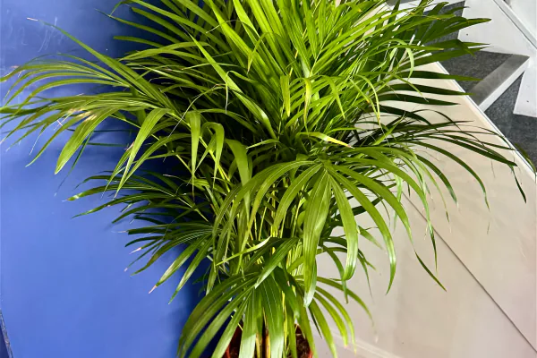 Areca Palm Care Tips for Healthy Growth
