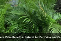 Areca Palm Benefits: Natural Air Purifying and Care Tips Areca Palm Benefits: Natural Air Purifying and Care Tips