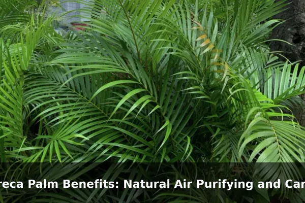 Areca Palm Benefits: Natural Air Purifying and Care Tips