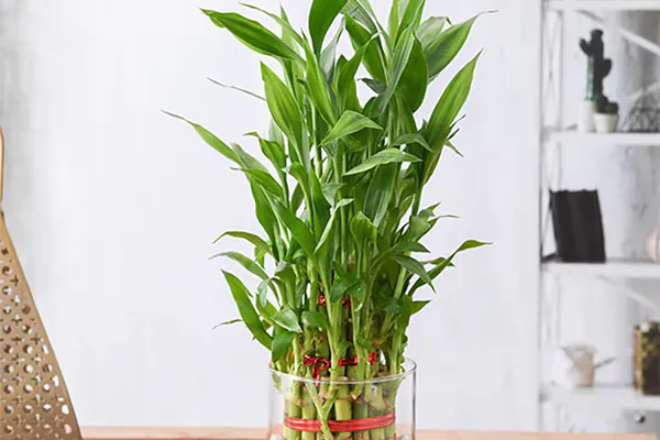 lucky bamboo green stalks glass vase bright indoor room