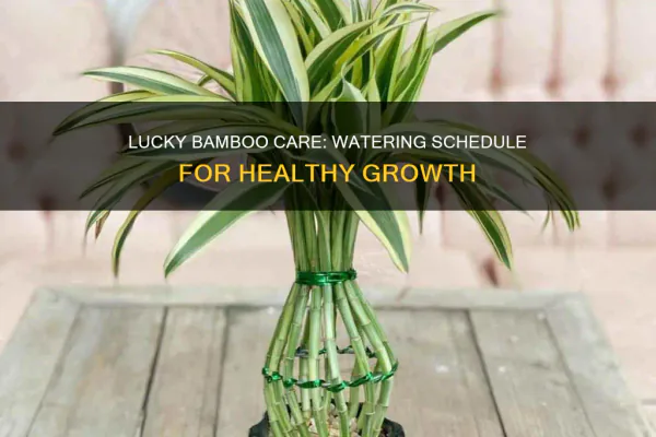 How to Care for Lucky Bamboo the Simple Way
