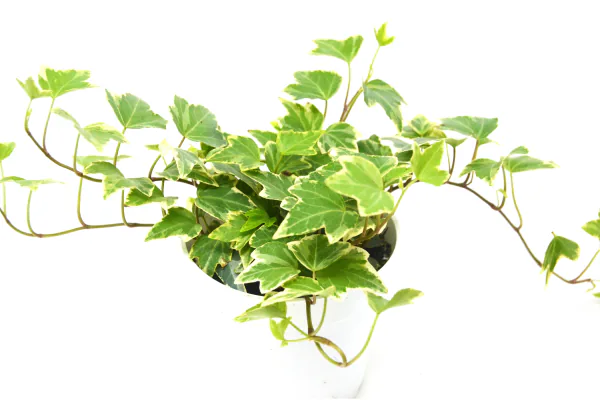 How to Care for English Ivy Indoors