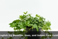 English Ivy Benefits, Uses, and Indoor Care Guide English Ivy Benefits, Uses, and Indoor Care Guide