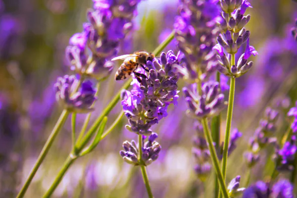 What Lavender Is and Why Gardeners Value It
